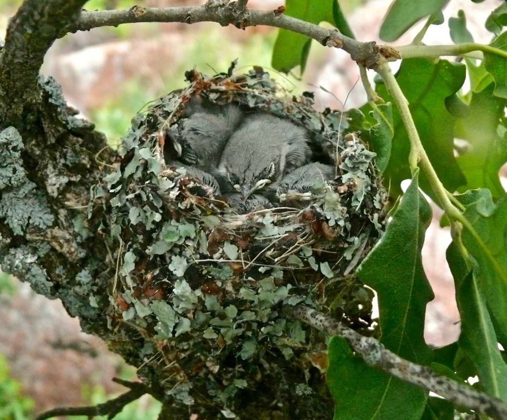Blue-gray Gnatcatcher (Polioptila caerulea) nest by Victor W. Fazio III is licensed under CC BY-NC-SA 2.0